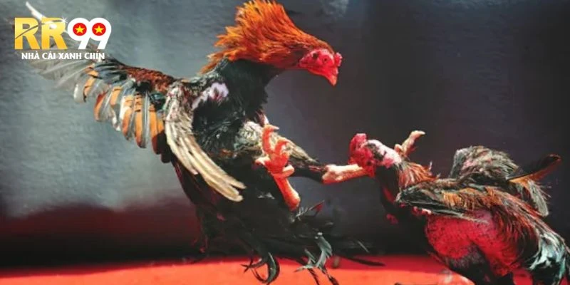 da-ga-r99-san-choi-giai-tri-dang-cap-hang-dau-the-gioi