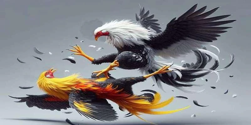 da-ga-lu88-theo-doi-nhung-tran-dau-dinh-cao-17612
