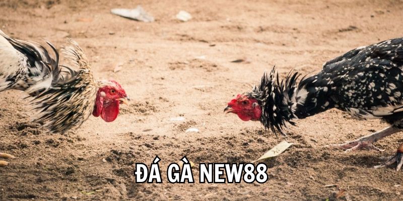 da-ga-new88-san-choi-choi-ke-dang-cap-danh-cho-cuoc-thu-2409