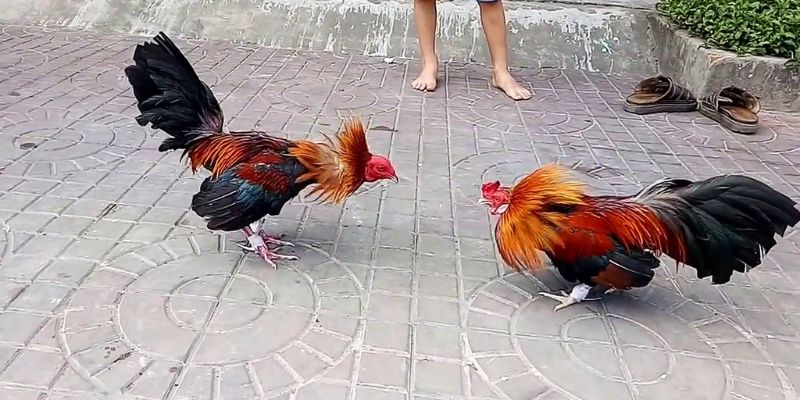 kham-pha-ga-da-ben-suc-manh-ben-bi-san-sang-doi-dau-moi-thu-thach-2421