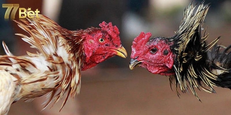 da-ga-77bet-san-choi-voi-cac-tran-dau-chat-luong-2440