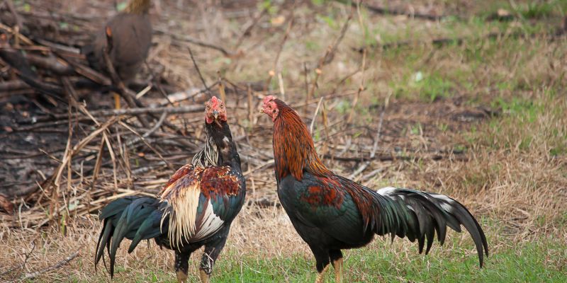 huong-dn-cach-xac-dinh-tuoi-tho-cua-ga-da-chuan-xac-2442