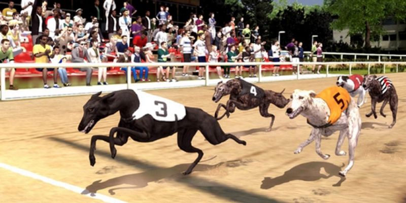 dua-cho-ao-188bet-bat-mi-meo-choi-bach-chien-bach-thang-2647