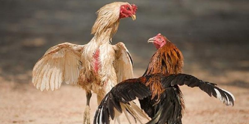 thuc-pham-cho-ga-choi-che-do-an-ly-tuong-de-nang-cao-suc-manh-va-hieu-suat-2974