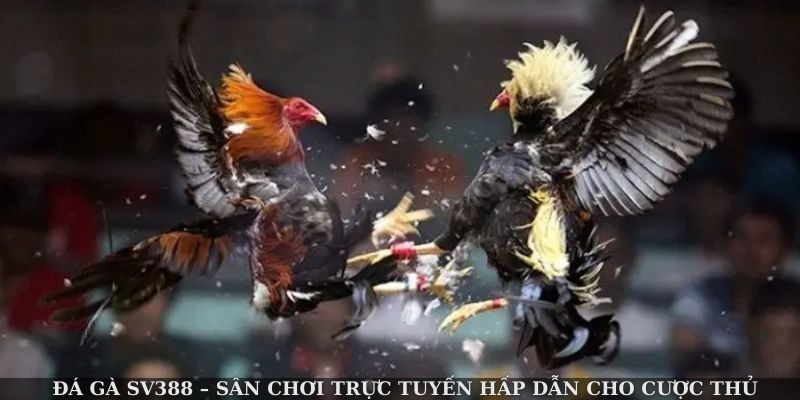 da-ga-sv388--san-choi-truc-tuyen-hap-dn-cho-cuoc-thu-dam-me-2982