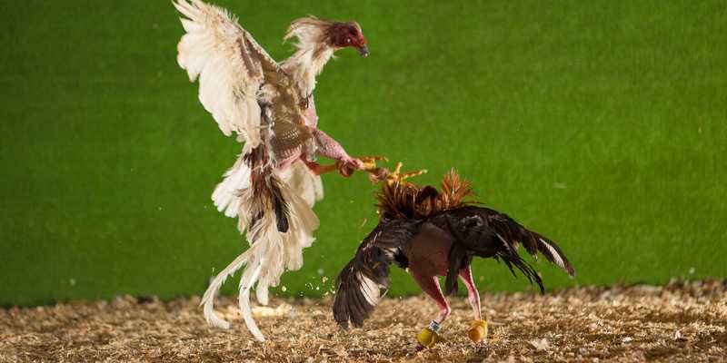 da-ga-23win-trai-nghiem-dinh-cao-trong-the-gioi-da-ga-truc-tuyen-3222