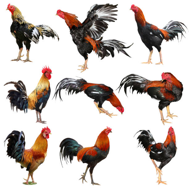 cac-khuyen-mai-hap-dn-tai-ga6789-khi-nguoi-choi-chien-thang-3235