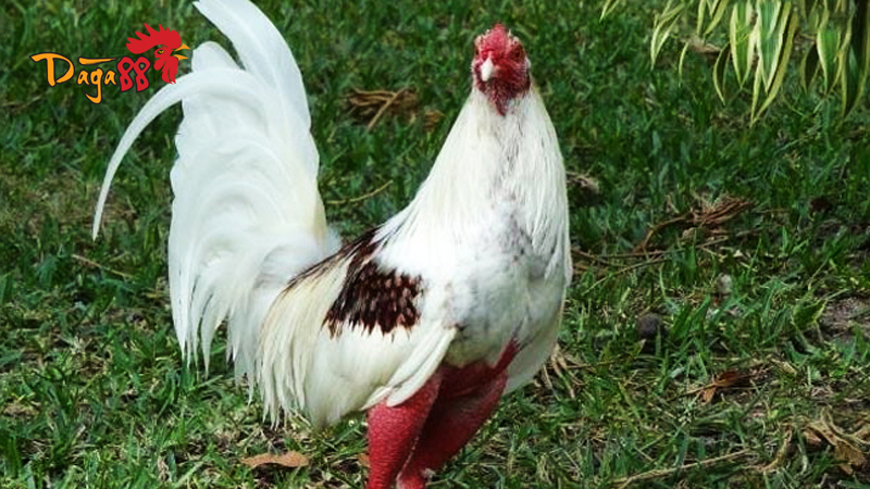 xem-da-ga-truc-tiep-cuc-cuon-hut-tai-daga88-co-gi-doc-la-so-voi-doi-thu-3684