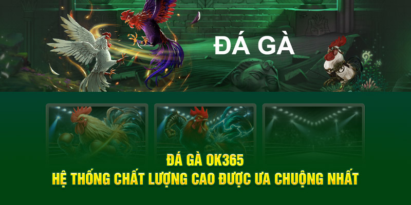 da-ga-ok365--san-choi-truc-tuyen-dinh-cao-ty-le-cuoc-hap-dn-3717