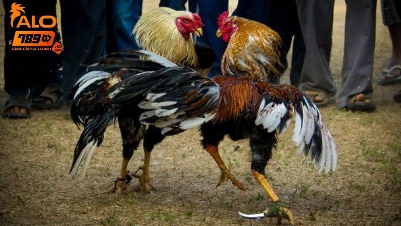 xem-da-ga-online--trai-nghiem-cuc-da-tai-nha-cai-alo789-3749