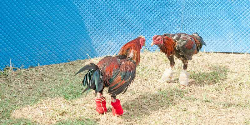 ga-choi-gia-tri-kham-pha-the-gioi-hap-dn-cua-dong-vat-quyen-luc-3752