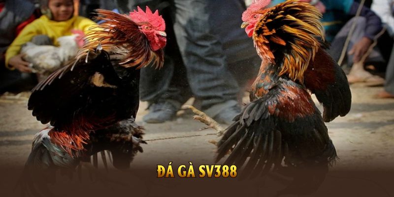 da-ga-sv388-va-nhung-uu-dai-hap-dn-danh-cho-ban-2025-3764