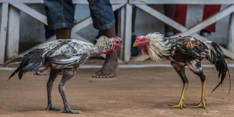 da-ga-i9bet-lua-chon-so-1-cua-dan-choi-ca-do-chuyen-nghiep-3838