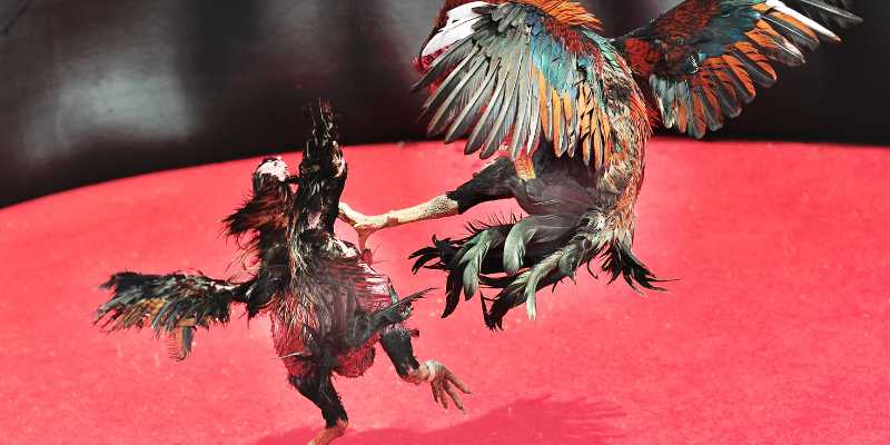 ga-choi-sieu-dang-vuong-quoc-cua-nhung-chien-binh-long-vu-3886