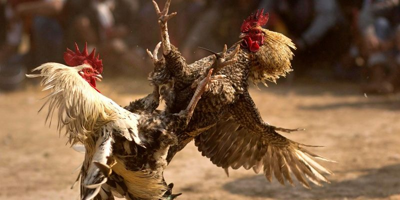 cuoc-doi-dau-nghet-tho-tu-chien-ke-da-ga-cua-sat-tai-nohu-3991