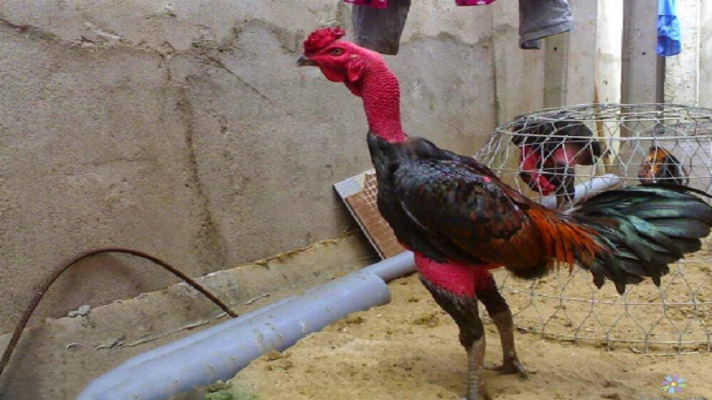 nhung-chu-ga-choi-noi-tieng-kham-pha-the-gioi-chien-binh-noi-tieng-4084