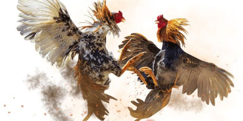 da-ga-fo88--san-choi-ca-cuoc-dinh-cao-cho-dan-cuoc-viet-4098