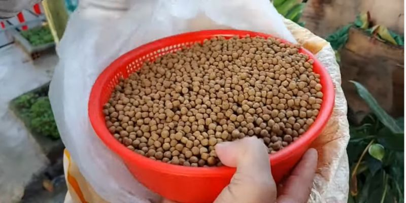 thuc-an-ca-co-vay-chat-luong-giup-ca-phat-trien-toan-dien-4337