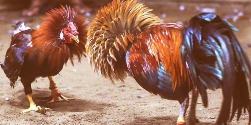 da-ga-ga6789--bung-no-cam-xuc-trong-tung-cu-mo-dinh-menh-4346