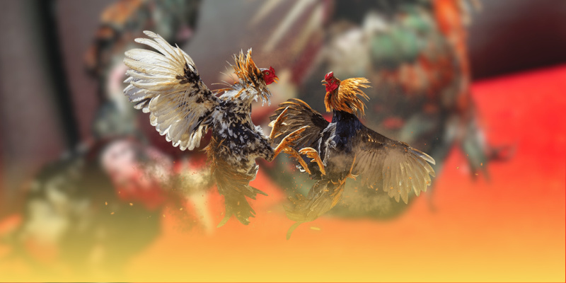 da-ga-thomo-tai-ae388--tua-game-giai-tri-dinh-cao-4485