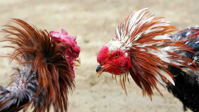 so-sanh-da-ga-thomo-va-da-ga-campuchia--dau-la-su-lua-chon-tot-nhat-4628