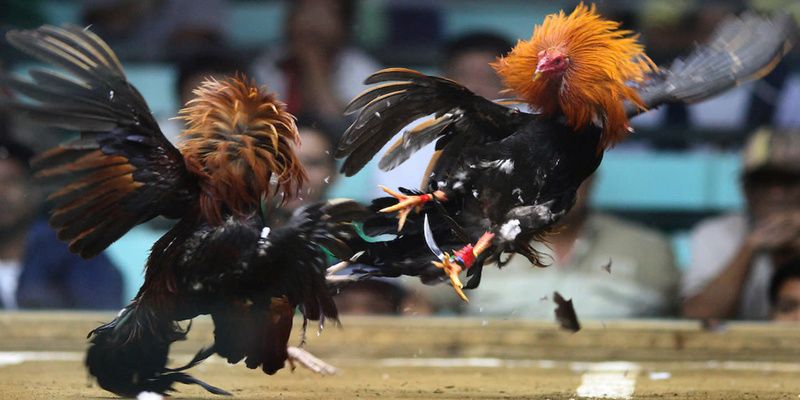 da-ga-cua-dao-pg88-choi-vui-ve-khong-the-quen-nam-2025-4786