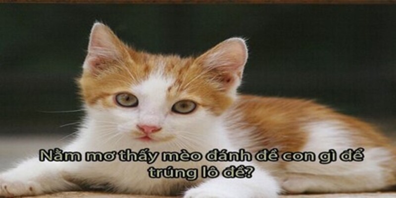 giai-ma-giac-mo-thay-meo-diem-bao-may-man-hay-rui-ro-5209