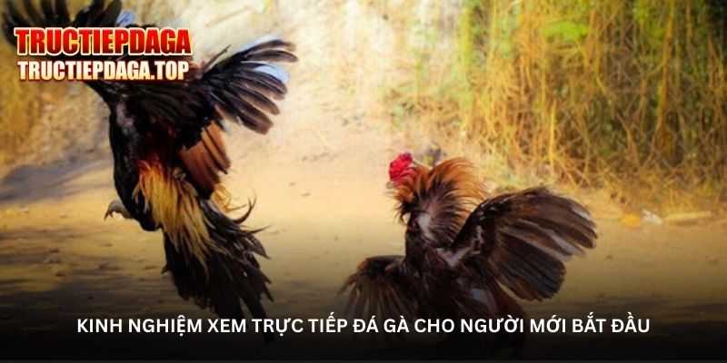 da-ga-truc-tiep--khong-khi-soi-ga-chan-thuc-tung-giay-tung-phut-5488