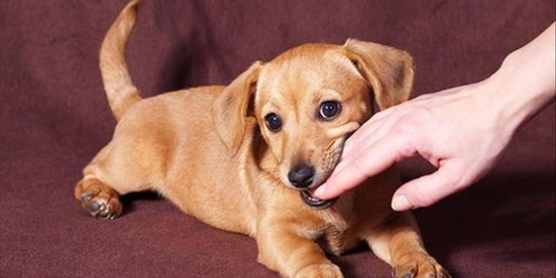 mo-thay-cho-chet-danh-con-gi-bi-mat-dang-sau-nhung-con-so-may-man-5497